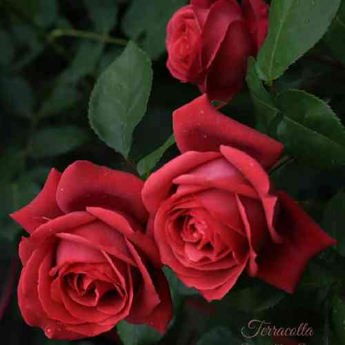 سپهر خلسه ولی باتوم کرد خیابونو خون جای بوسه ها ساچمه تن هارو سوزوند